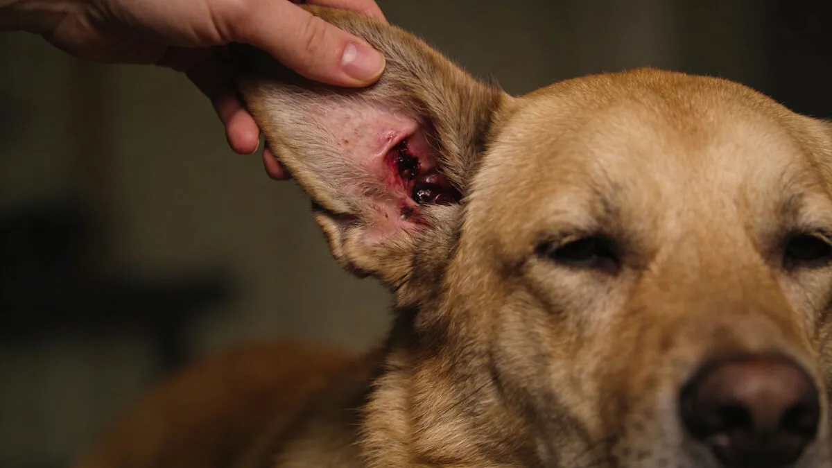 Dog with ear infection - food sensitivity connection