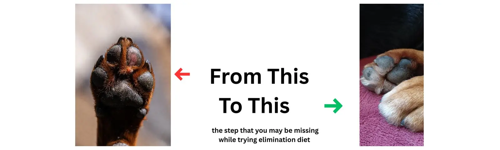Dog scratching - the importance of tracking during elimination diets