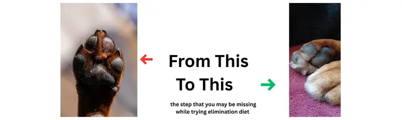 Dog scratching - elimination diet tracking