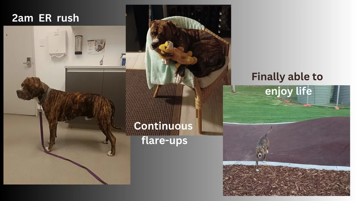 Dog resting - pancreatitis and food trigger tracking