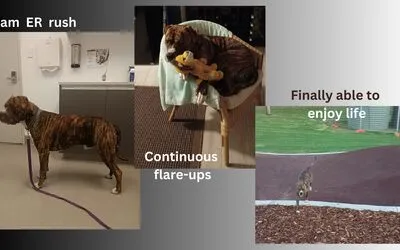 Dog pancreatitis and food triggers - DJ's story