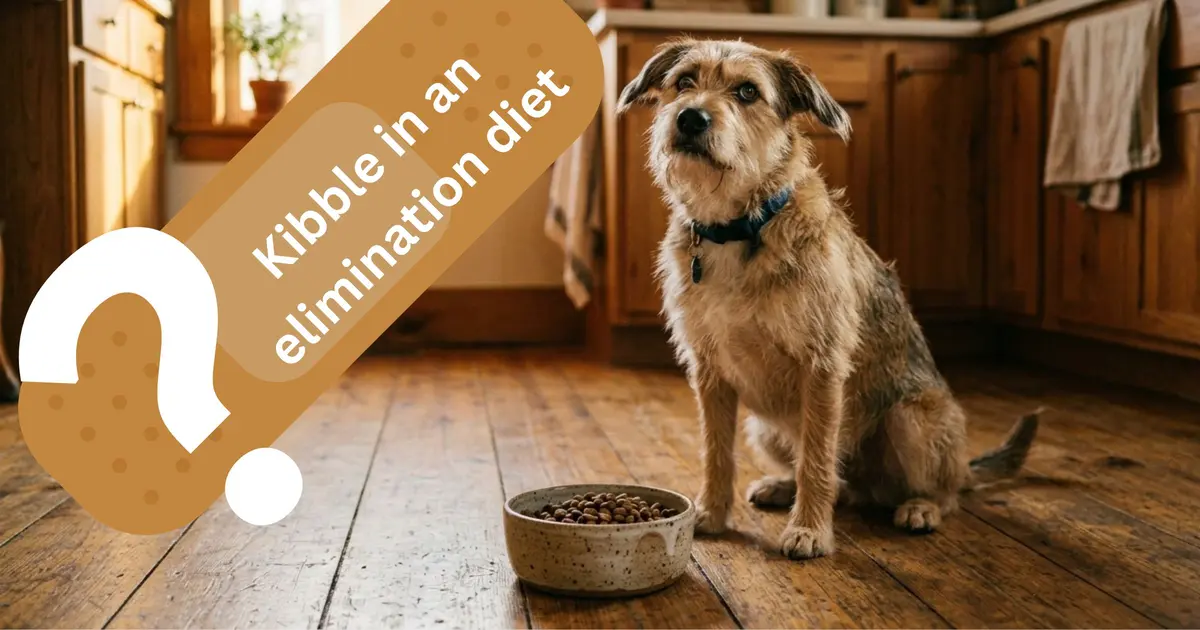 Dog sitting in a warm kitchen, looking uncertainly at a bowl of kibble