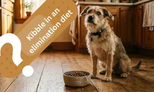 Dog looking uncertainly at a bowl of kibble - hydrolyzed diet not working